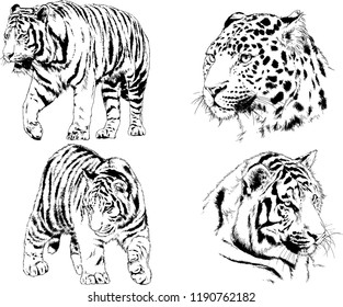 vector drawings sketches different predator , tigers lions cheetahs and leopards are drawn in ink by hand , objects with no background