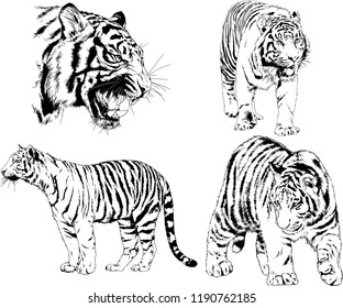 vector drawings sketches different predator , tigers lions cheetahs and leopards are drawn in ink by hand , objects with no background