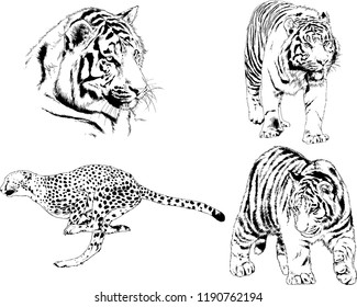vector drawings sketches different predator , tigers lions cheetahs and leopards are drawn in ink by hand , objects with no background