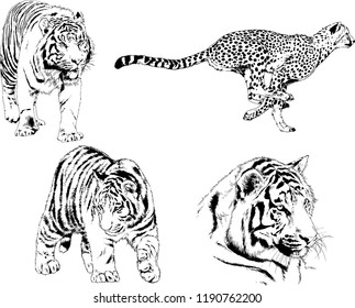 vector drawings sketches different predator , tigers lions cheetahs and leopards are drawn in ink by hand , objects with no background