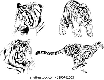 vector drawings sketches different predator , tigers lions cheetahs and leopards are drawn in ink by hand , objects with no background