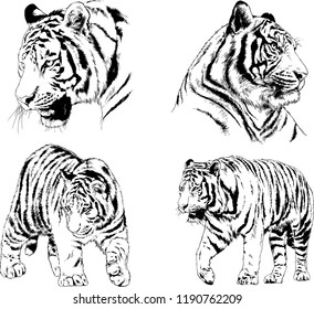 vector drawings sketches different predator , tigers lions cheetahs and leopards are drawn in ink by hand , objects with no background