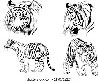 vector drawings sketches different predator , tigers lions cheetahs and leopards are drawn in ink by hand , objects with no background
