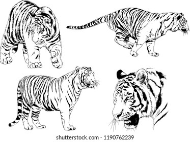 vector drawings sketches different predator , tigers lions cheetahs and leopards are drawn in ink by hand , objects with no background