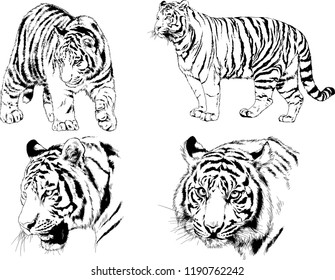 vector drawings sketches different predator , tigers lions cheetahs and leopards are drawn in ink by hand , objects with no background