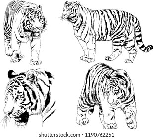 vector drawings sketches different predator , tigers lions cheetahs and leopards are drawn in ink by hand , objects with no background