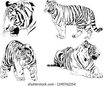 vector drawings sketches different predator , tigers lions cheetahs and leopards are drawn in ink by hand , objects with no background