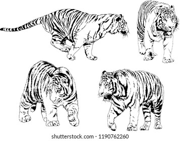 vector drawings sketches different predator , tigers lions cheetahs and leopards are drawn in ink by hand , objects with no background