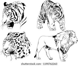 vector drawings sketches different predator , tigers lions cheetahs and leopards are drawn in ink by hand , objects with no background