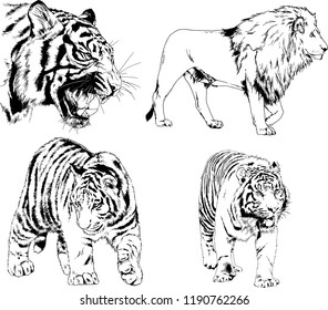 vector drawings sketches different predator , tigers lions cheetahs and leopards are drawn in ink by hand , objects with no background