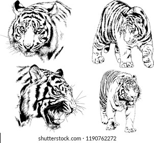 vector drawings sketches different predator , tigers lions cheetahs and leopards are drawn in ink by hand , objects with no background