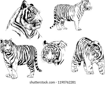 vector drawings sketches different predator , tigers lions cheetahs and leopards are drawn in ink by hand , objects with no background