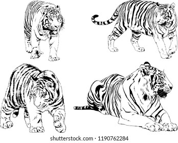 vector drawings sketches different predator , tigers lions cheetahs and leopards are drawn in ink by hand , objects with no background