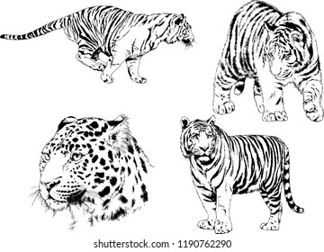 vector drawings sketches different predator , tigers lions cheetahs and leopards are drawn in ink by hand , objects with no background