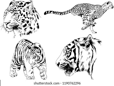 vector drawings sketches different predator , tigers lions cheetahs and leopards are drawn in ink by hand , objects with no background