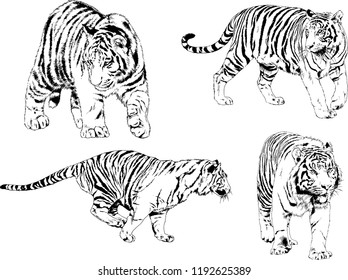 vector drawings sketches different predator , tigers lions cheetahs and leopards are drawn in ink by hand , objects with no background