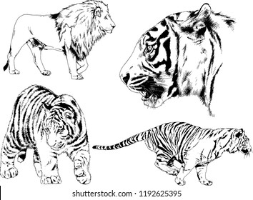 vector drawings sketches different predator , tigers lions cheetahs and leopards are drawn in ink by hand , objects with no background