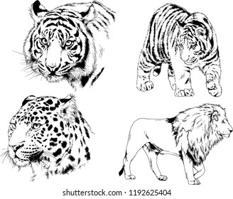 vector drawings sketches different predator , tigers lions cheetahs and leopards are drawn in ink by hand , objects with no background