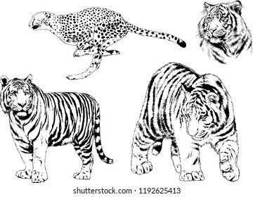 vector drawings sketches different predator , tigers lions cheetahs and leopards are drawn in ink by hand , objects with no background
