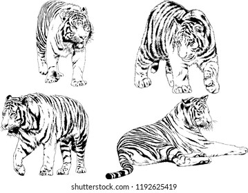 vector drawings sketches different predator , tigers lions cheetahs and leopards are drawn in ink by hand , objects with no background
