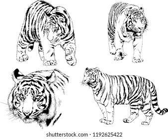 vector drawings sketches different predator , tigers lions cheetahs and leopards are drawn in ink by hand , objects with no background