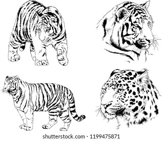 vector drawings sketches different predator , tigers lions cheetahs and leopards are drawn in ink by hand , objects with no background