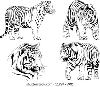 vector drawings sketches different predator , tigers lions cheetahs and leopards are drawn in ink by hand , objects with no background