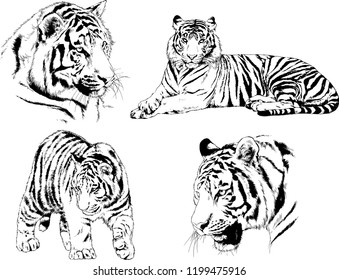 vector drawings sketches different predator , tigers lions cheetahs and leopards are drawn in ink by hand , objects with no background