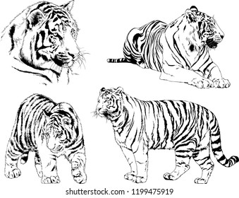 vector drawings sketches different predator , tigers lions cheetahs and leopards are drawn in ink by hand , objects with no background
