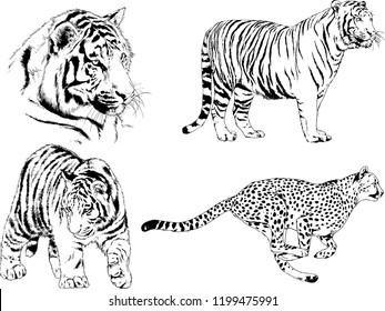 vector drawings sketches different predator , tigers lions cheetahs and leopards are drawn in ink by hand , objects with no background