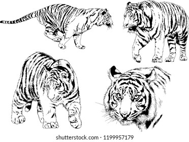 vector drawings sketches different predator , tigers lions cheetahs and leopards are drawn in ink by hand , objects with no background