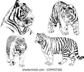 vector drawings sketches different predator , tigers lions cheetahs and leopards are drawn in ink by hand , objects with no background