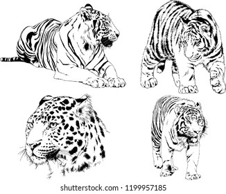 vector drawings sketches different predator , tigers lions cheetahs and leopards are drawn in ink by hand , objects with no background