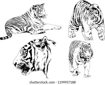vector drawings sketches different predator , tigers lions cheetahs and leopards are drawn in ink by hand , objects with no background