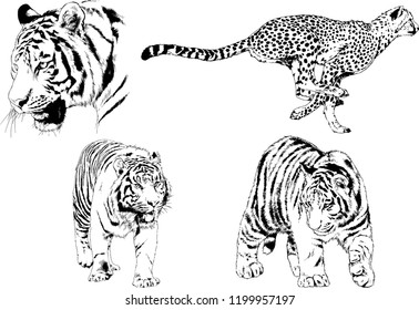 vector drawings sketches different predator , tigers lions cheetahs and leopards are drawn in ink by hand , objects with no background