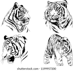 vector drawings sketches different predator , tigers lions cheetahs and leopards are drawn in ink by hand , objects with no background