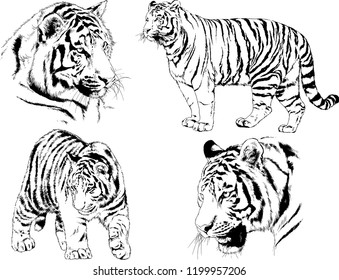 vector drawings sketches different predator , tigers lions cheetahs and leopards are drawn in ink by hand , objects with no background
