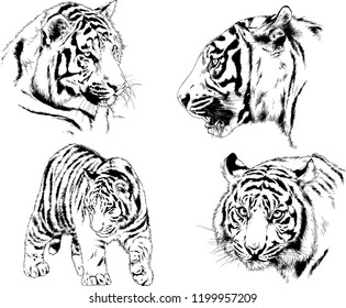 vector drawings sketches different predator , tigers lions cheetahs and leopards are drawn in ink by hand , objects with no background