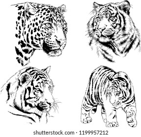 vector drawings sketches different predator , tigers lions cheetahs and leopards are drawn in ink by hand , objects with no background