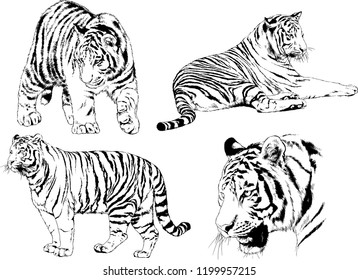 vector drawings sketches different predator , tigers lions cheetahs and leopards are drawn in ink by hand , objects with no background
