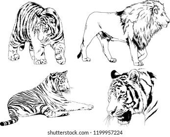 vector drawings sketches different predator , tigers lions cheetahs and leopards are drawn in ink by hand , objects with no background