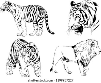 vector drawings sketches different predator , tigers lions cheetahs and leopards are drawn in ink by hand , objects with no background
