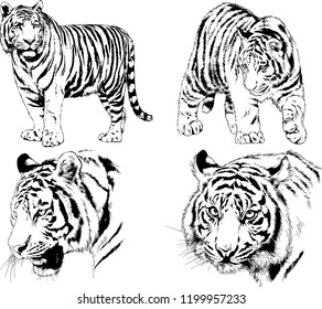 vector drawings sketches different predator , tigers lions cheetahs and leopards are drawn in ink by hand , objects with no background