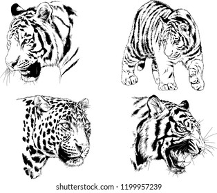 vector drawings sketches different predator , tigers lions cheetahs and leopards are drawn in ink by hand , objects with no background