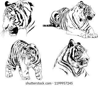 vector drawings sketches different predator , tigers lions cheetahs and leopards are drawn in ink by hand , objects with no background