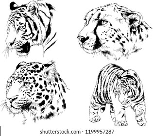 vector drawings sketches different predator , tigers lions cheetahs and leopards are drawn in ink by hand , objects with no background