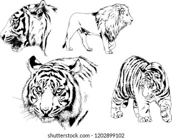 vector drawings sketches different predator , tigers lions cheetahs and leopards are drawn in ink by hand , objects with no background