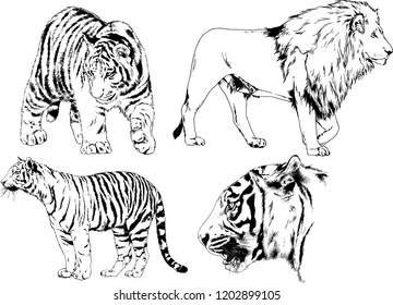 vector drawings sketches different predator , tigers lions cheetahs and leopards are drawn in ink by hand , objects with no background