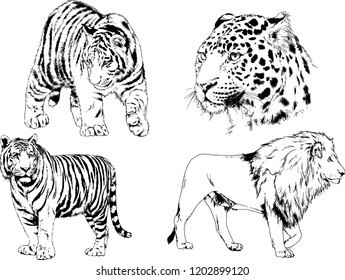 vector drawings sketches different predator , tigers lions cheetahs and leopards are drawn in ink by hand , objects with no background