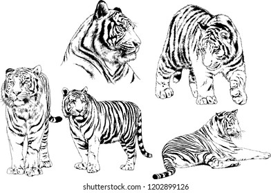 vector drawings sketches different predator , tigers lions cheetahs and leopards are drawn in ink by hand , objects with no background